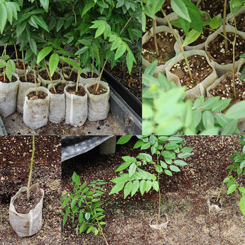 100PCS Household Non-woven Seedling Bag Garden Supplies Planting Bag Portable Seedling Container Bag