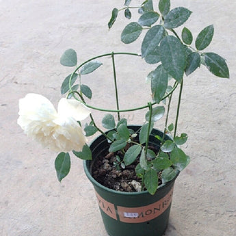 28cm Plant Support Climbing Plants Conical Trellis Supporter Frame Garden Supply G06 Drop ship