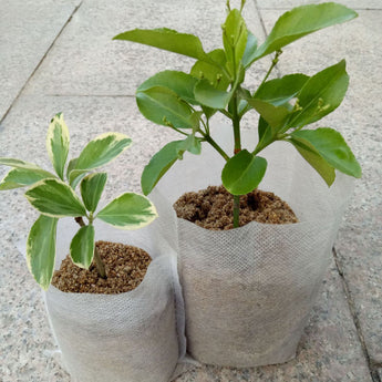 100 Pcs Disposable Nursery Pots Seedling Non Woven Garden Supplies Planting Bag Degradable Fabric Bags